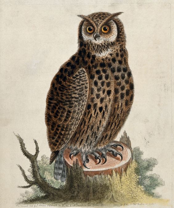 an owl, one of the roman goddess minerva symbols