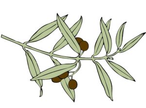 olive branch one of the roman goddess minerva symbols