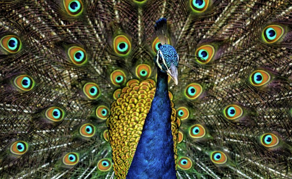 the peacock Juno goddess symbols