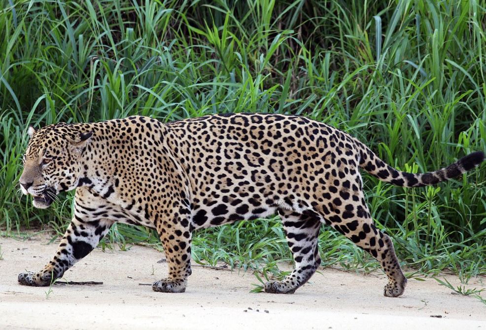 Tezcatlipoca jaguar